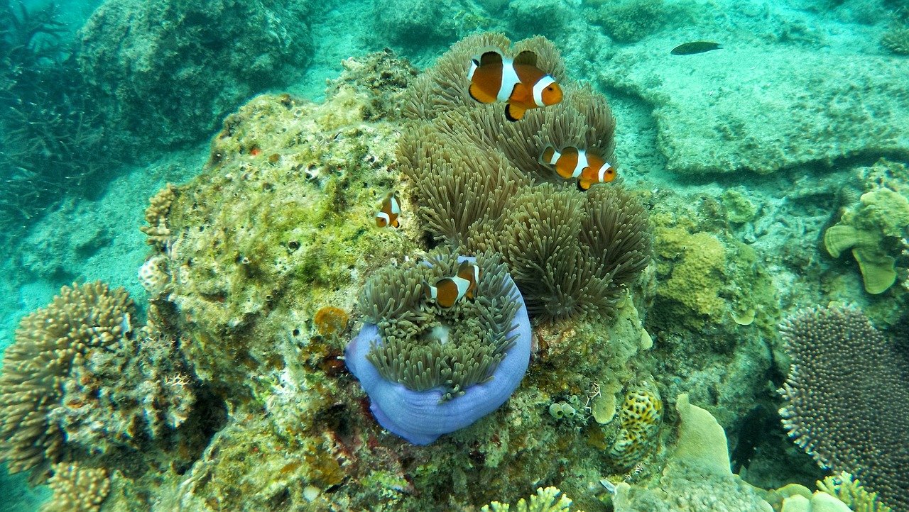 Rodzaje koralowców – jakie wybrać do akwarium?